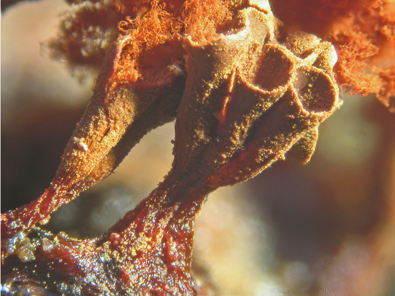 Metatrichia vesparium